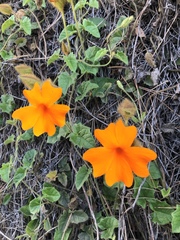 Thunbergia gregorii