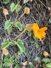 Thunbergia gregorii