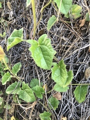 Thunbergia gregorii
