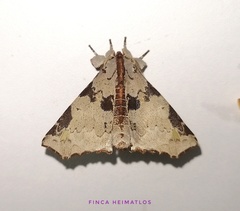 Apatelodidae