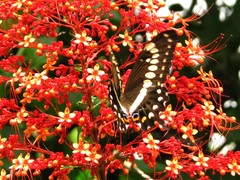Papilio menestheus