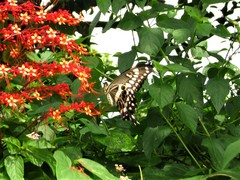 Papilio menestheus
