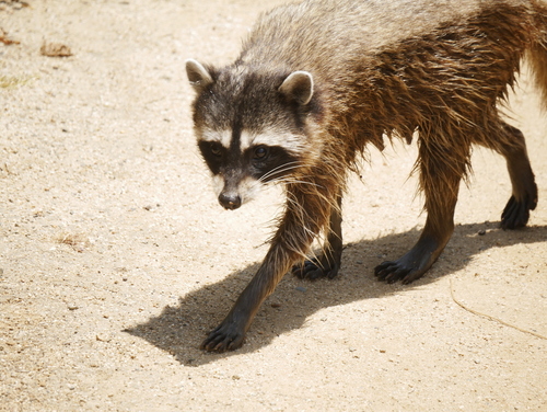 iNaturalist observation photo of Common Raccoon