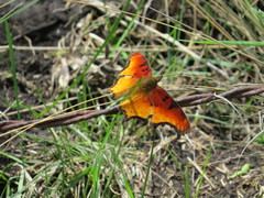Polygonia haroldii