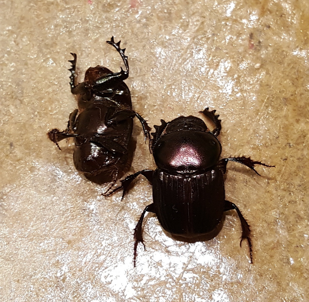 Platyonitis smeenkorum