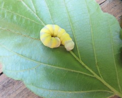 Pyreferra hesperidago