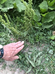 Rumex confertus