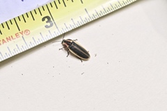 Pyractomena angulata