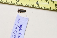 Pyractomena angulata