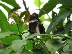 Hypolimnas salmacis salmacis