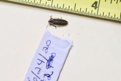 Pyractomena angulata