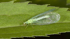 Chrysopa chi