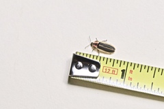 Pyractomena angulata