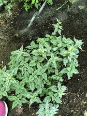 Lamium galeobdolon flavidum