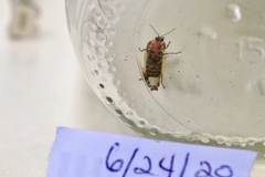 Pyractomena angulata