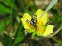 Herina frondescentiae