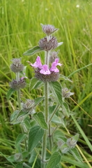 Lamiaceae