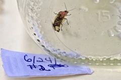 Pyractomena angulata