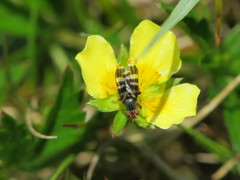 Herina frondescentiae