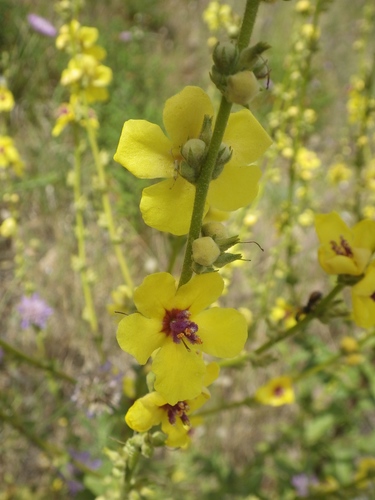 wavyleaf mullein