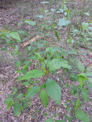 Ditrysinia fruticosa