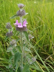 Lamiaceae