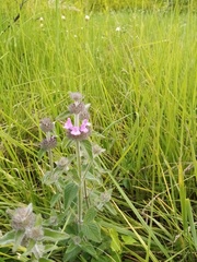 Lamiaceae
