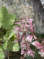 Heuchera elegans