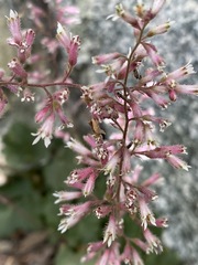 Heuchera elegans