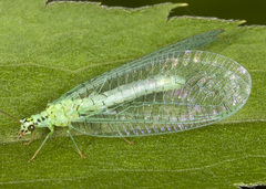 Chrysopa chi