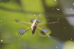 Limnoporus dissortis
