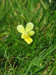 Viola lutea