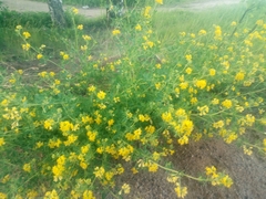 Medicago falcata