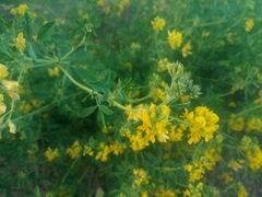 Medicago falcata