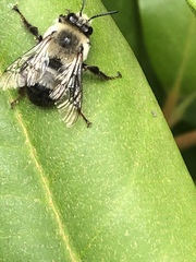 Anthophora bomboides