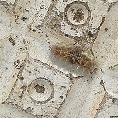 Lepidoptera