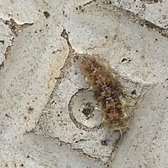 Lepidoptera