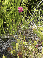 Sidalcea oregana spicata