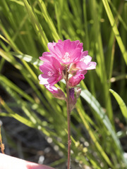 Sidalcea oregana spicata