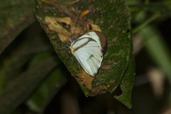 Ganyra phaloe