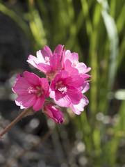 Sidalcea oregana spicata