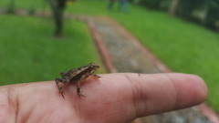 Incilius canaliferus