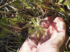 Sidalcea oregana spicata