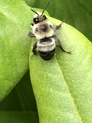 Anthophora bomboides