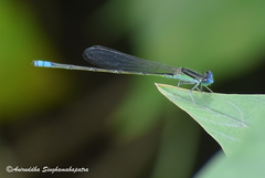 Pseudagrion spencei