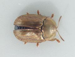Hypocassida meridionalis