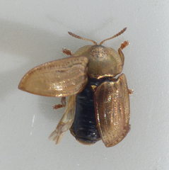 Hypocassida meridionalis