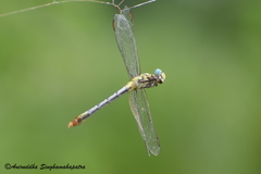 Paragomphus lineatus