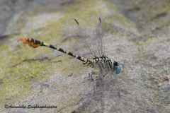 Paragomphus lineatus