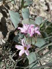 Cycladenia humilis